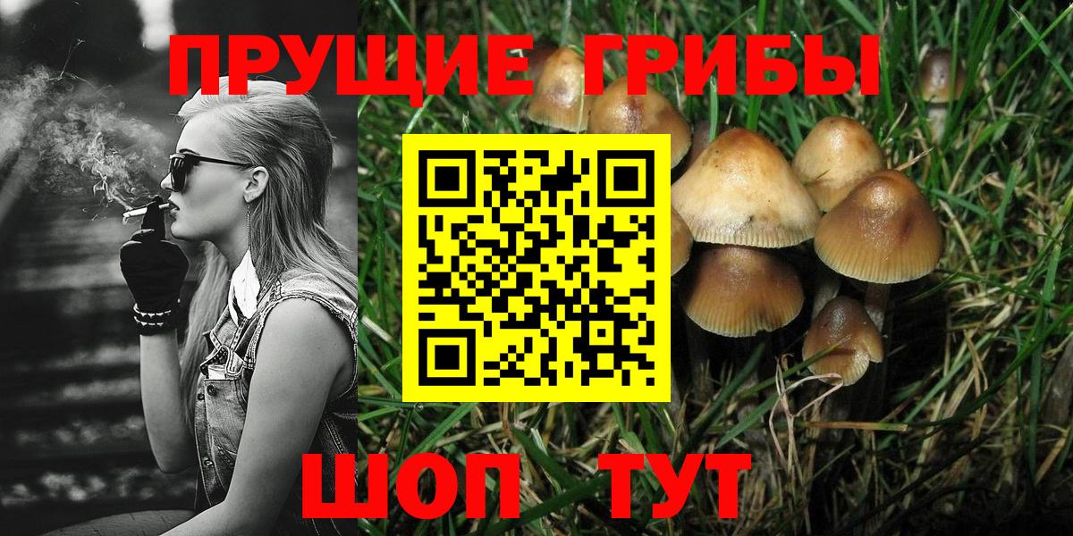 Псилоцибиновые грибы прущие грибы  Псилоцибиновые грибы Cubensis  Вход с VPN  Стрежевой 